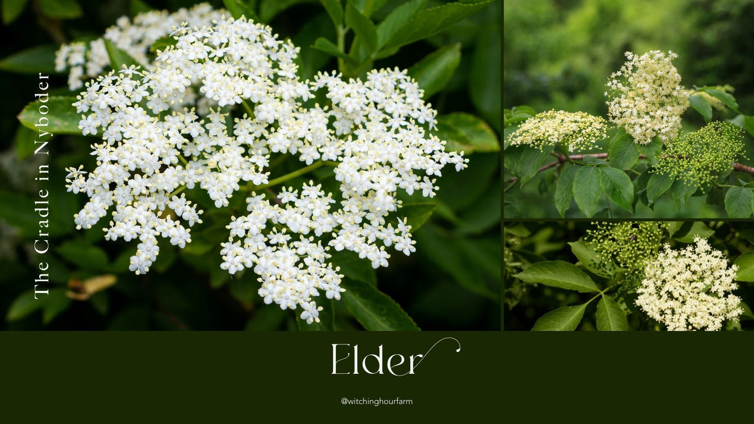 Elder: The Cradle in Nyboder
