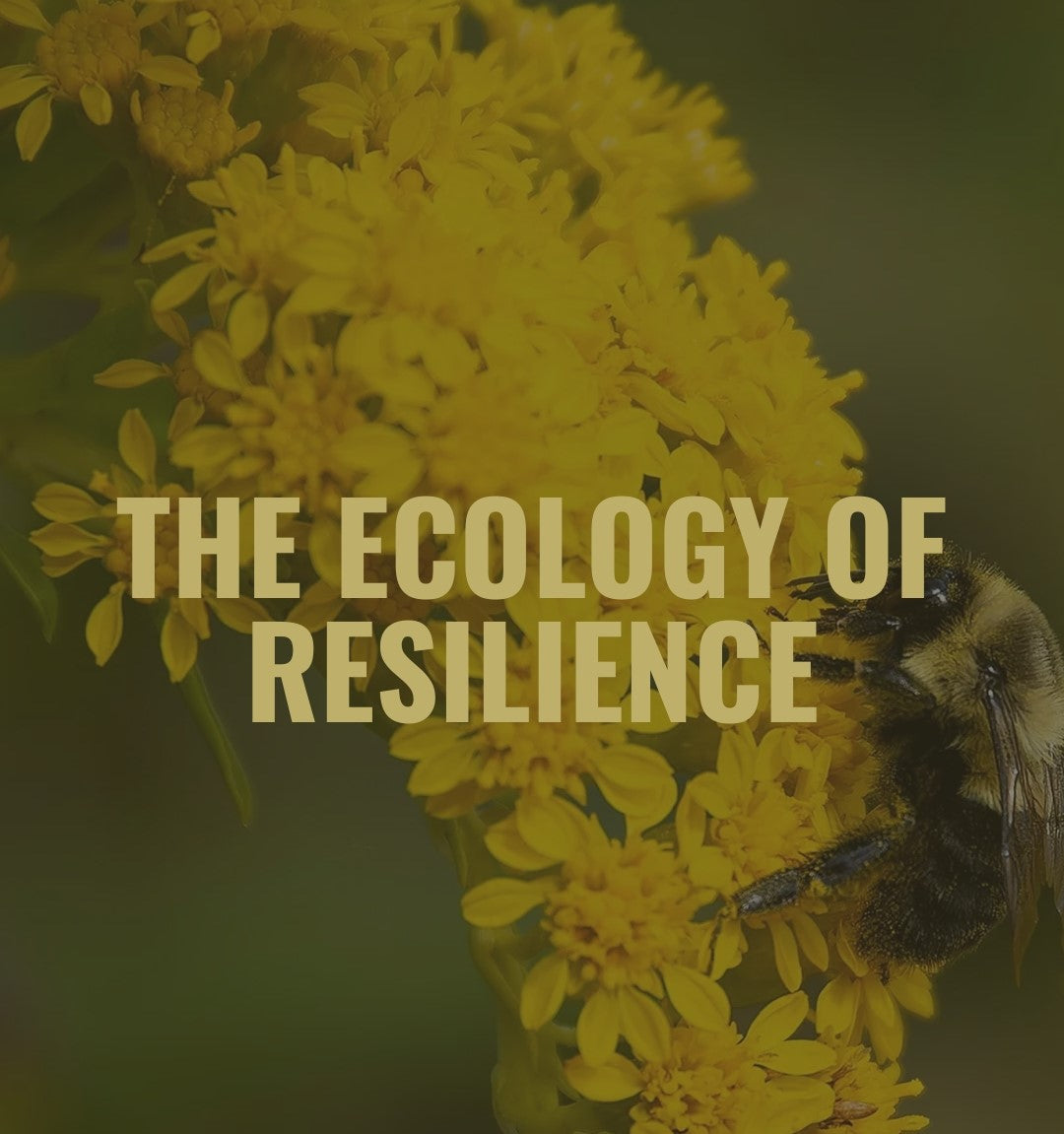 The Ecology of Resilience: When Wellness Makes You Sick